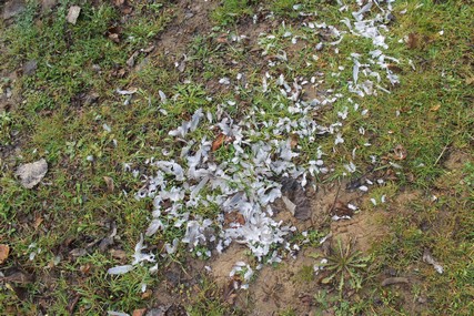 Restes d'un oiseau attaqué par un chat