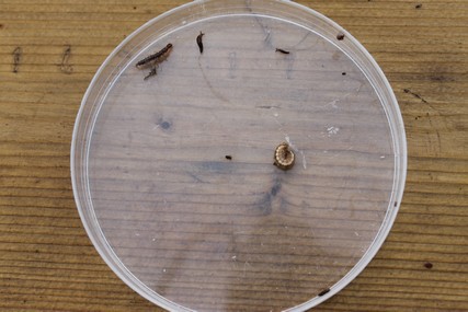 Quelques petits animaux du sol trouvés par les élèves