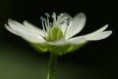 /album/galerie-de-photos-la-formation-des-graines-/fleur2-jpg/