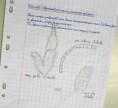 /album/galerie-de-photos-eleves-en-cours/pic12-18-15-113141-jpg1/